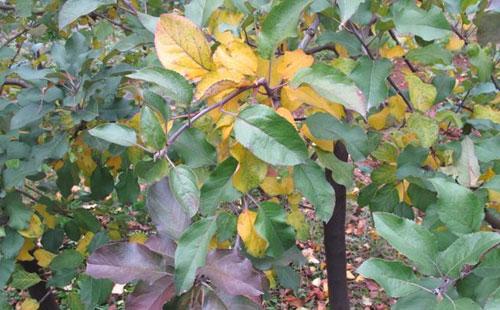 春季施肥果樹卻死了？避免肥害切記這些辦法！